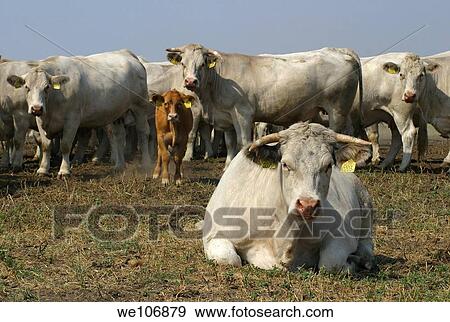 White charolais kind cow herd on the field View Large Photo Image Stock Photo - White charolais kind cow herd on the field. Fotosearch