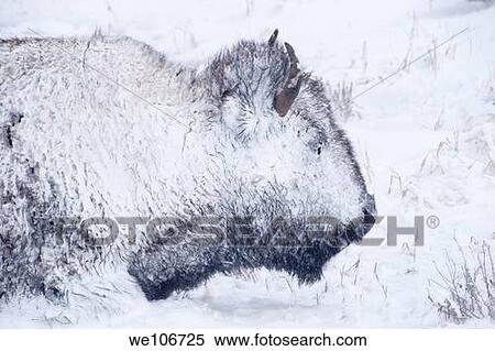 Yellowstone bison hunker down to survive during a spring blizzard View Large Photo Image Stock Photography - Yellowstone bison hunker down to survive during a spring blizzard. Fotosearch