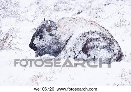 Yellowstone bison hunkers down to survive during a spring blizzard View Large Photo Image Stock Photograph - Yellowstone bison hunkers down to survive during a spring blizzard. Fotosearch