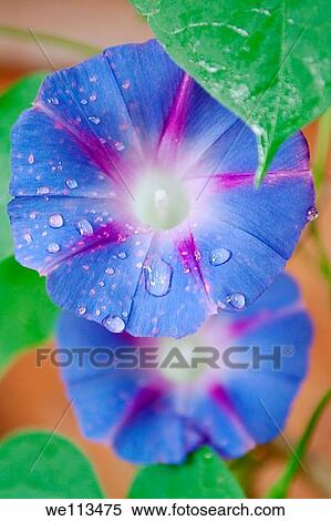 A blue Morning Glory covered in raindrops View Large Photo Image Stock Photography - A blue Morning Glory covered in raindrops. Fotosearch