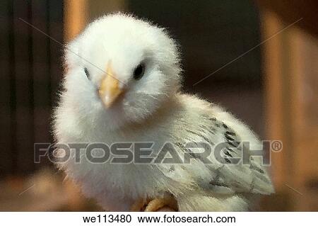 A Clean Leg Bantam chick with varied effects View Large Photo Image Stock Image - A Clean Leg Bantam chick with varied effects. Fotosearch