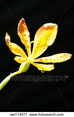 A sunlit droplet covered Black Berry Lily blossom View Large Photo Image Stock Image - A sunlit droplet covered Black Berry Lily blossom. Fotosearch