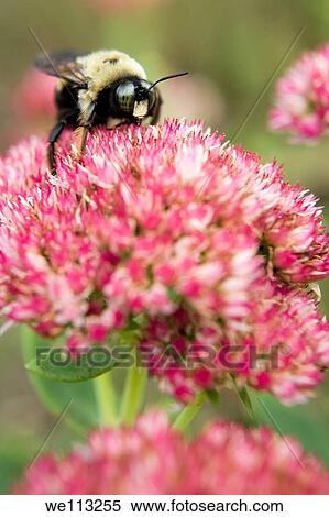 Bumble Bee on Flower in North Carolina Arboretum - Asheville, North Carolina USA View Large Photo Image Stock Photography - Bumble Bee on Flower in North Carolina Arboretum - Asheville, North Carolina USA. Fotosearch
