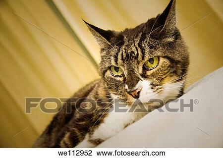 Cat lying on a bed View Large Photo Image Stock Image - Cat lying on a bed. Fotosearch