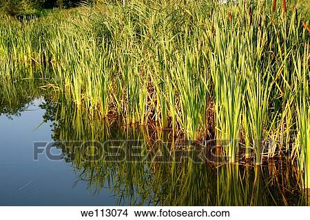 Cattails by the pond View Large Photo Image Picture - Cattails by the pond. Fotosearch