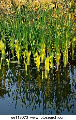 Cattails by the pond View Large Photo Image Stock Image - Cattails by the pond. Fotosearch