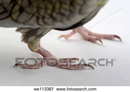 Close up of the dry scaly claw of a Cockatiel bird foot View Large Photo Image Stock Photo - Close up of the dry scaly claw of a Cockatiel bird foot. Fotosearch