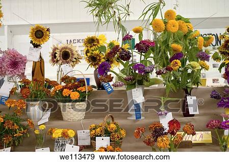 Contestants and winners in the County Fair flower show View Large Photo Image Stock Photo - Contestants and winners in the County Fair flower show. Fotosearch