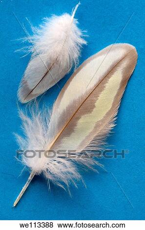 Contour feathers from a molting Pearl Cockatiel on a blue background View Large Photo Image Stock Photo - Contour feathers from a molting Pearl Cockatiel on a blue background. Fotosearch