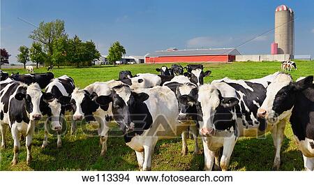 Picture - Crowd of curious young Holstein cows on a dairy farm in Ontario with barn and silo. Fotosearch