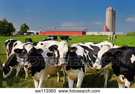 Curious young Holstein cows on a dairy farm in Ontario with barn and silo View Large Photo Image Stock Image - Curious young Holstein cows on a dairy farm in Ontario with barn and silo. Fotosearch