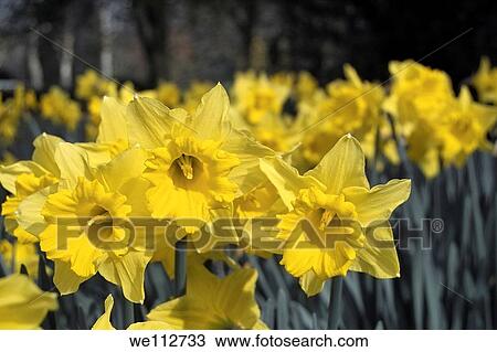 Daffodils in Bloom View Large Photo Image Stock Image - Daffodils in Bloom. Fotosearch