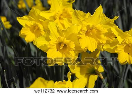 Daffodils View Large Photo Image Stock Image - Daffodils. Fotosearch