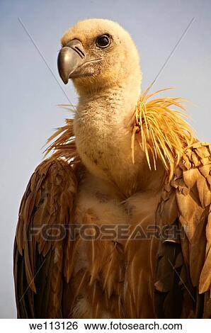 Euracian Griffon Vulture Gyps fulvus, Native birds of Cres Island, Beli, Cres Island, Croatia View Large Photo Image Stock Photograph - Euracian Griffon Vulture Gyps fulvus, Native birds of Cres Island, Beli, Cres Island, Croatia. Fotosearch