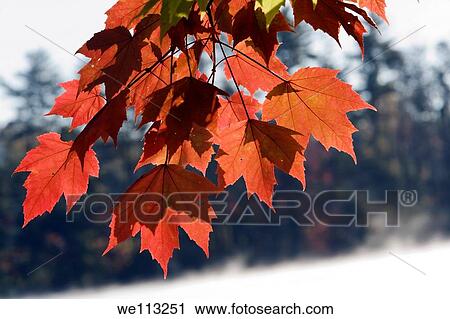 Fall Leaves - Lake Julian - Asheville, North Carolina USA View Large Photo Image Stock Image - Fall Leaves - Lake Julian - Asheville, North Carolina USA. Fotosearch