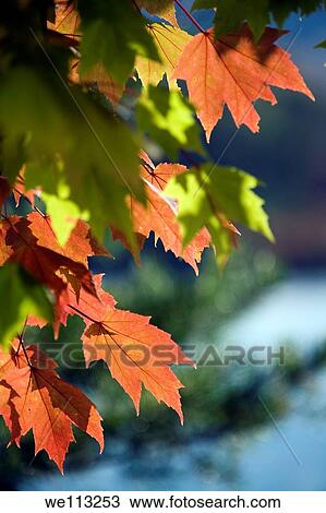 Fall Leaves - Lake Julian - Asheville, North Carolina USA View Large Photo Image Stock Image - Fall Leaves - Lake Julian - Asheville, North Carolina USA. Fotosearch