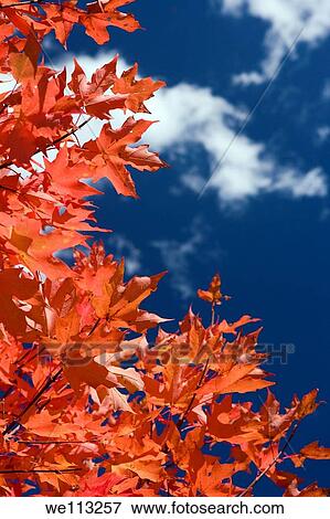 Fall Leaves on Blue Ridge Parkway - near Asheville, North Carolina USA View Large Photo Image Stock Photo - Fall Leaves on Blue Ridge Parkway - near Asheville, North Carolina USA. Fotosearch