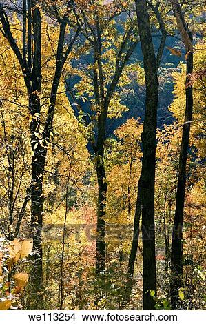 Fall Tree Patterns - Blue Ridge Parkway, near Asheville, North Carolina USA View Large Photo Image Picture - Fall Tree Patterns - Blue Ridge Parkway, near Asheville, North Carolina USA. Fotosearch