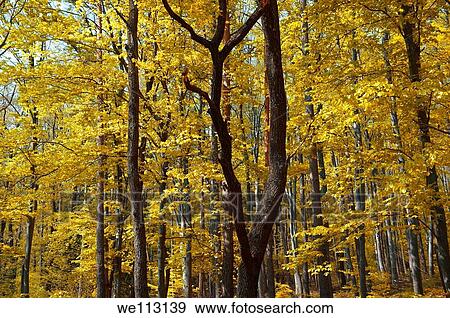 Forest in autumn on St Vid Hill, Velem Hungary View Large Photo Image Stock Photo - Forest in autumn on St Vid Hill, Velem Hungary. Fotosearch