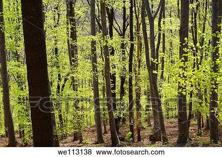 Forest in spring on St Vid Hill, Velem Hungary View Large Photo Image Stock Photo - Forest in spring on St Vid Hill, Velem Hungary. Fotosearch
