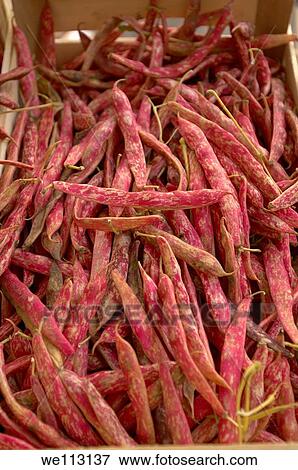 Stock Photo - Freh Barlotti Beans in Chioggia market - Venice Italy. Fotosearch