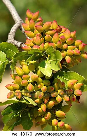 Fresh pistachio nuts growing on bushes Aegina, Greek Saronic Islands View Large Photo Image Stock Image - Fresh pistachio nuts growing on bushes Aegina, Greek Saronic Islands. Fotosearch