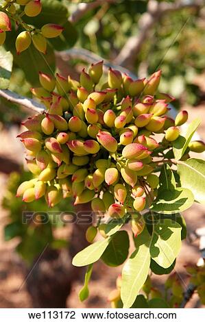 Fresh pistachio nuts growing on bushes Aegina, Greek Saronic Islands View Large Photo Image Stock Image - Fresh pistachio nuts growing on bushes Aegina, Greek Saronic Islands. Fotosearch