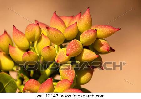 Stock Photo - Fresh pistachio nuts growing on bushes Aegina, Greek Saronic Islands. Fotosearch