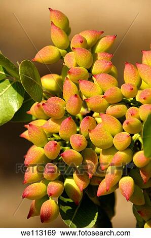Fresh pistachio nuts growing on bushes Aegina, Greek Saronic Islands View Large Photo Image Stock Photo - Fresh pistachio nuts growing on bushes Aegina, Greek Saronic Islands. Fotosearch