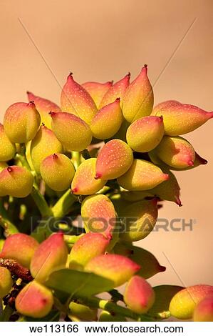 Fresh pistachio nuts growing on bushes Aegina, Greek Saronic Islands View Large Photo Image Stock Photograph - Fresh pistachio nuts growing on bushes Aegina, Greek Saronic Islands. Fotosearch