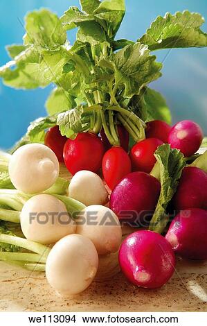 Fresh red and white radish View Large Photo Image Picture - Fresh red and white radish. Fotosearch