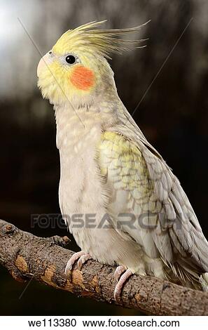 Juvenile female Pearl Cockatiel on a branch in a dark forest View Large Photo Image Stock Image - Juvenile female Pearl Cockatiel on a branch in a dark forest. Fotosearch