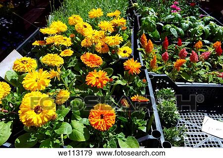 Marigold, Bedding planrs, Dolac Flower Market Tr? nica Dolac, Zagreb, Croati View Large Photo Image Stock Photo - Marigold, Bedding planrs, Dolac Flower Market Tr? nica Dolac, Zagreb, Croati. Fotosearch