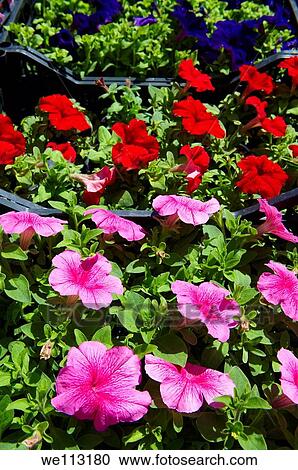 Petunia Bedding planrs, Dolac Flower Market Tr? nica Dolac, Zagreb, Croati View Large Photo Image Stock Image - Petunia Bedding planrs, Dolac Flower Market Tr? nica Dolac, Zagreb, Croati. Fotosearch