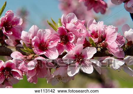 Pink apricot blossom on the tree, Koszeg, Hungary View Large Photo Image Stock Image - Pink apricot blossom on the tree, Koszeg, Hungary. Fotosearch