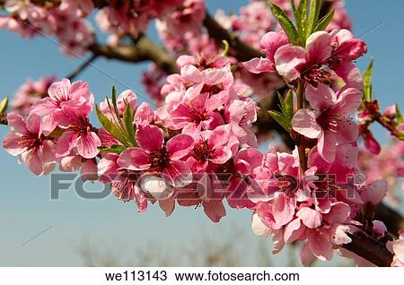 Pink apricot blossom on the tree, Koszeg, Hungary View Large Photo Image Stock Image - Pink apricot blossom on the tree, Koszeg, Hungary. Fotosearch