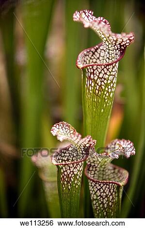 Pitcher Plant - North Carolina Arboretum - Asheville, North Carolina USA View Large Photo Image Stock Photograph - Pitcher Plant - North Carolina Arboretum - Asheville, North Carolina USA. Fotosearch