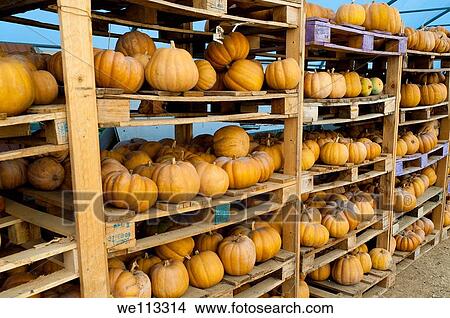 Picture - Pumpkins in a farm barn. Fotosearch