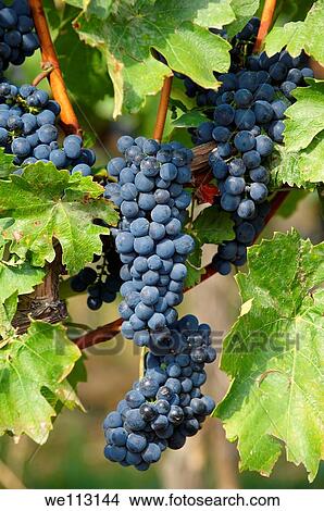 Red grapes on the vines of Villany Villany vineyards, Hungary View Large Photo Image Picture - Red grapes on the vines of Villany Villany vineyards, Hungary. Fotosearch