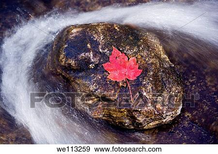 Red maple leaf on rock - Cove Creek Trail, Pisgah National Forest, near Brevard, North Carolina USA View Large Photo Image Stock Photo - Red maple leaf on rock - Cove Creek Trail, Pisgah National Forest, near Brevard, North Carolina USA. Fotosearch