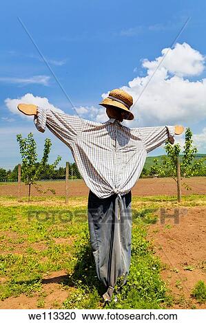 Scarecrow in a field View Large Photo Image Stock Image - Scarecrow in a field. Fotosearch