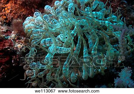 Sea anemone Aiptasia mutabilis close up, Mediterranean Sea, Marseille, France View Large Photo Image Stock Photo - Sea anemone Aiptasia mutabilis close up, Mediterranean Sea, Marseille, France. Fotosearch
