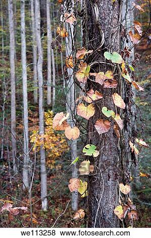 Vines in Autumn - Pisgah National Forest - near Brevard, North Carolina USA View Large Photo Image Stock Photo - Vines in Autumn - Pisgah National Forest - near Brevard, North Carolina USA. Fotosearch