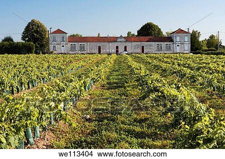 Vineyard of Cognac, Gondeville, Charente departement, Poitou Charentes region, France View Large Photo Image Picture - Vineyard of Cognac, Gondeville, Charente departement, Poitou Charentes region, France. Fotosearch