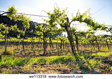 Vineyards Castelli Romani Italy View Large Photo Image Stock Photo - Vineyards Castelli Romani Italy. Fotosearch