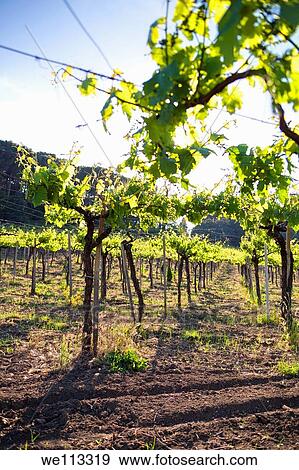 Vineyards Castelli Romani Italy View Large Photo Image Stock Photo - Vineyards Castelli Romani Italy. Fotosearch
