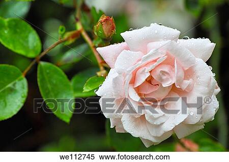 Water droplets on rose flower after some rainfall. View Large Photo Image Stock Photography - Water droplets on rose flower after some rainfall.. Fotosearch