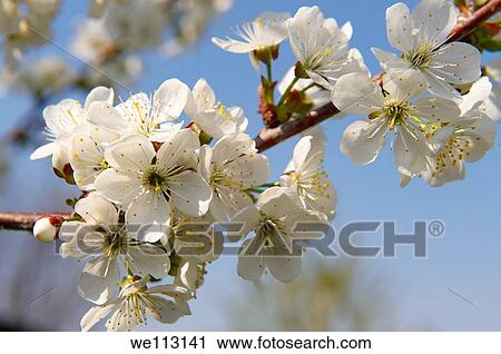 White cherry blossom on the orchard tree View Large Photo Image Stock Image - White cherry blossom on the orchard tree. Fotosearch