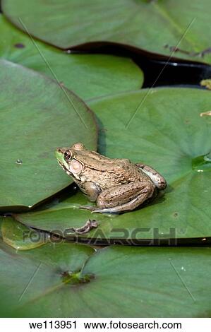 A Green Frog perched on a lilypad View Large Photo Image Stock Image - A Green Frog perched on a lilypad. Fotosearch