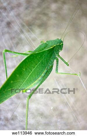A large green katydid on a spiderweb View Large Photo Image Stock Photograph - A large green katydid on a spiderweb. Fotosearch